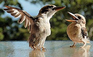 kookaburras